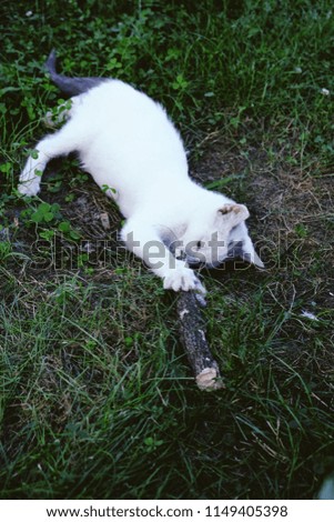 White domestic cat playing outdoor