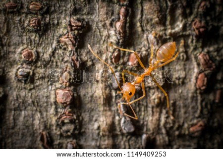 macro red ant on tree