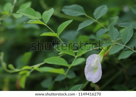 Butterfly pea flower, White pea, Clitoria ternatea
