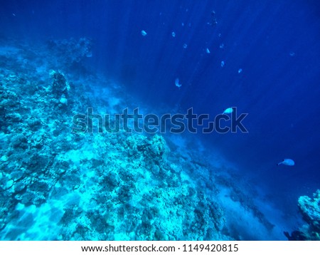 A flock of fish among coral reefs, under the water