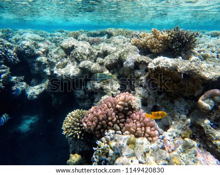 A huge old coral reef, under the water