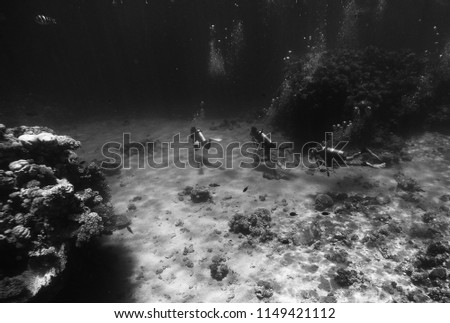 Scuba diving near the seabed, under the water