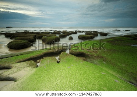 sunset at the beach with rocks covered by green moss on the ground. soft focus due to long expose effect.