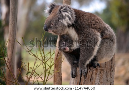 this is a mother koala with her young koala Royalty-Free Stock Photo #114944050