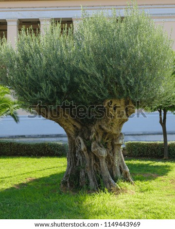 Perennial olive tree outside the Academy of Athens, Greece