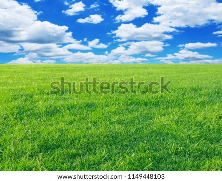 fresh natural green grass background with blue sky background