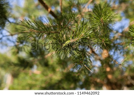 Garlands of pine needles