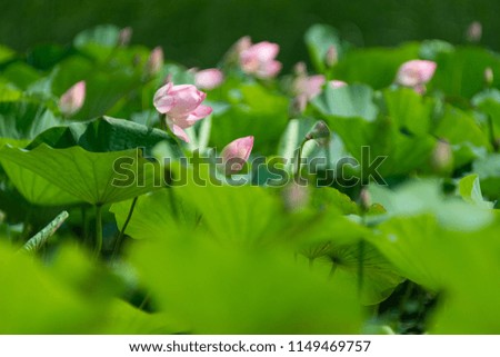 Lotus fields in the delta of the Volga River. Selective focus. Russia. Astrakhan Region. 