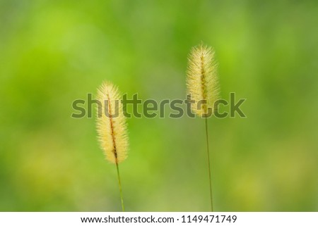 Grass Flower at backyard