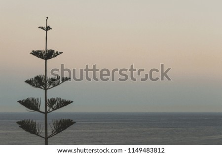 Landscape of a pine or fir tree with the sea and sunset sky in the background. Photo with soft pastel colors and big copy space. Orange sky.