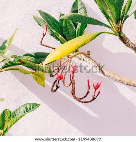 Tropical plant on white background wall
