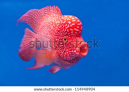colorful fish swim under water in the calm ocean