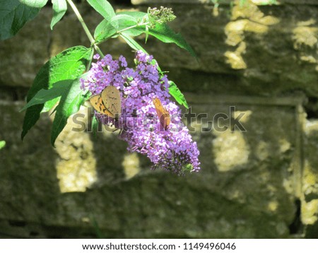 Purple flower with butterflies