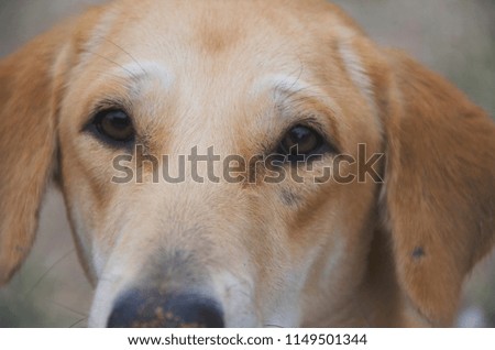 close-up photo thai dog brown 