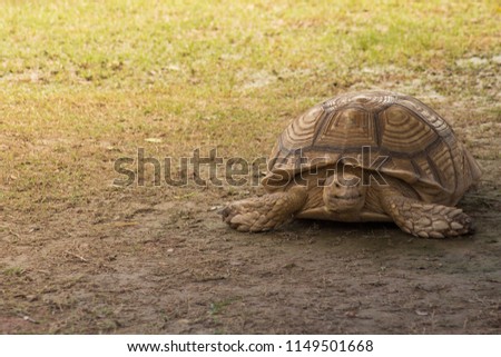 Turtle on ground with copy space on left of picture