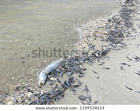 Toxic algae also known as red tide causes fish of all sizes to wash up dead next to seashells on Fort Myers Beach and other west coast cities in Florida, USA.  Royalty-Free Stock Photo #1149534614