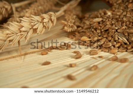 Fresh raw wheat seeds and ear of ripe wheat on a rustic wood background conceptual of a staple nutritious grain food and healthy diet or allergy to gluten. Free copy space