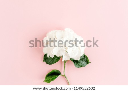 Beautiful, white hydrangea flower on  pink background. Floral concept. Flat lay, top view. 