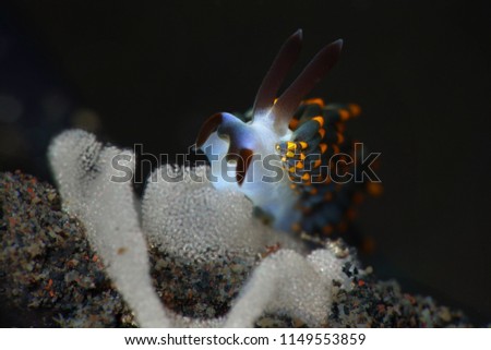 Nudibranch Trinchesia sp. putting eggs. Picture was taken in Lembeh strait, Indonesia
