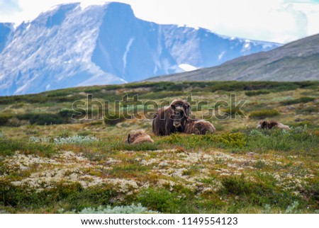 The muskox (Ovibos moschatus) is an Arctic hoofed mammal of the family Bovidae. Green meadows and mountains with glaciers in national park Dovrefjell. Norway's roof. Summer trek.  Royalty-Free Stock Photo #1149554123