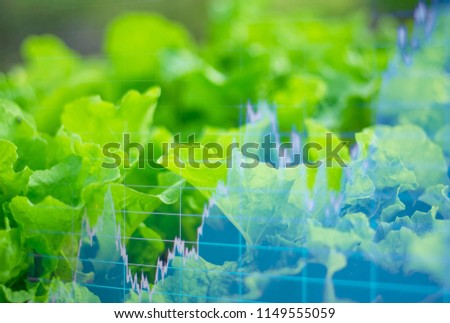 Organic Lettuce Plate, And light in morning On a closed farm system Non-toxic And a computer screen showing stock trading charts, With forex trading concept Value creation for agricultural products.