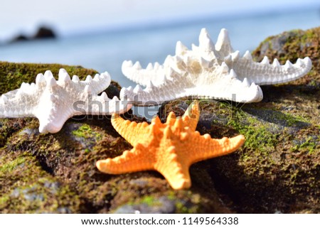 Starfishes in stone