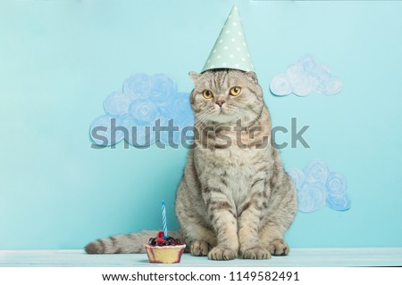 birthday greetings from a cat