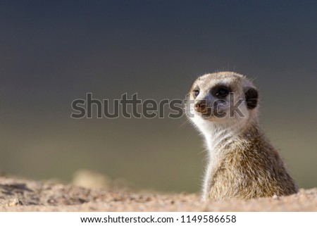 Meerkat or suricate (Suricata suricatta). Kalahari. Northern Cape. South Africa.