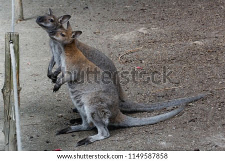 cute little wallaby