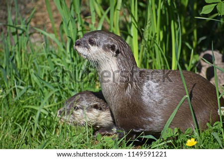 Short Claw Asian Otter (Pair), Emerging from water