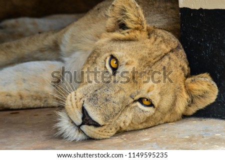 A female lion laying next to a wall at a camp in Uganda's Kidepo National Park. Her eyes are directly staring at you.
