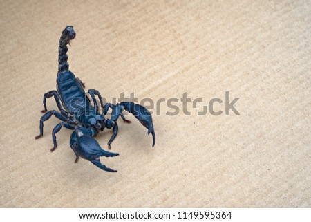 Close up scorpion on isolated background with copy space