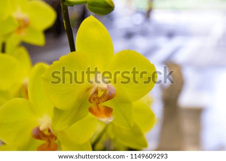 
pink Phalaenopsis or Moth dendrobium Orchid flower in winter or spring day tropical garden Floral background.Selective focus.agriculture idea concept design with copy space add text.