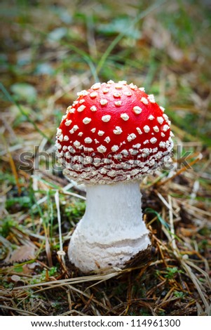 Close up of Fly Agaric mushroom/Fly Agaric