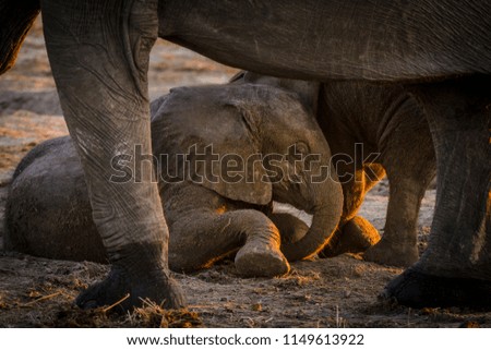 African bush elephant or African elephant (Loxodonta africana) juveniles playing. Chobe National Park. Botswana