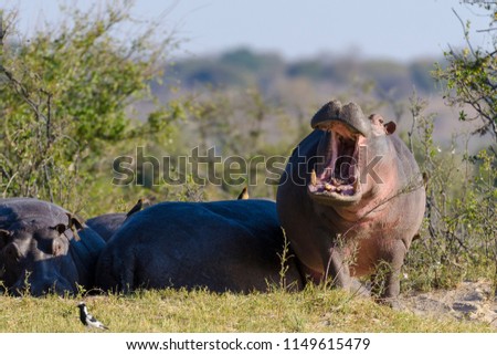 Hippo or common hippopotamus (Hippopotamus amphibius) with mouth open as a threat. Chobe National Park. Botswana