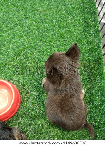 A little black dog on the grass.