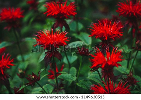 Red monarda on the flowerbed
