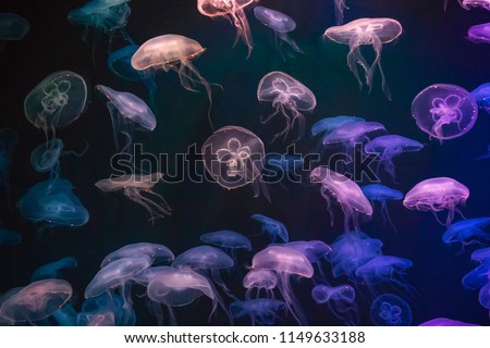 Jellyfish with neon glow light effect in sea aquarium in Sentosa, Singapore Royalty-Free Stock Photo #1149633188