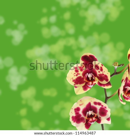 Beautiful yellow with red spots orchid on a green background