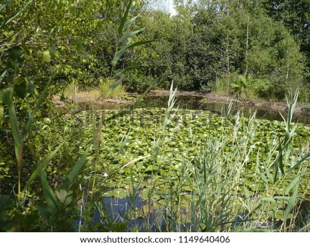 A pond with water lilies
