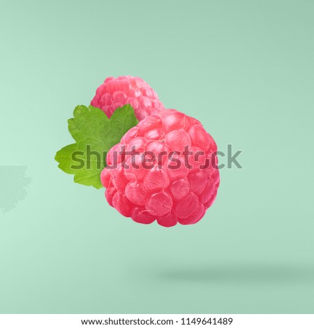Flying fresh raspberry with green leaves on turquoise background. Concept of food levitation, high resolution