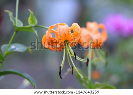 Henrys lily - Latin name - Lilium henryi in organic garden. Sometimes called Tiger Lily or Henry's lily, is a native lily The flowers are orange, spotted black.