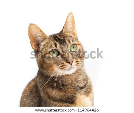 Portrait of a Purebred Abyssinian cat on a white background