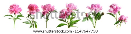 Set of beautiful peony flowers on white background Royalty-Free Stock Photo #1149647750