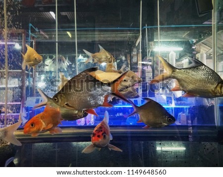 Fish With Water, Fish in Tank, Fish Aquarium...