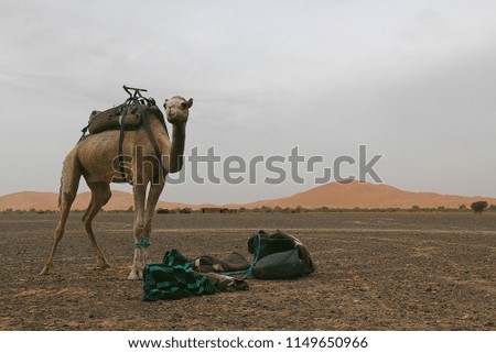 Camels at Sahara desert At Morocco