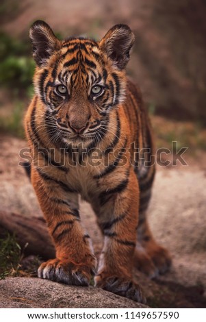 Sumatran tiger (Panthera tigris sumatrae) beautiful animal and his portrait famale