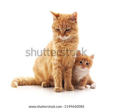 Cat and kitten isolated on a white background.