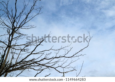 silhouette branch dry tree, concept abandon land, danger, ghost, wonder, mystery, halloween